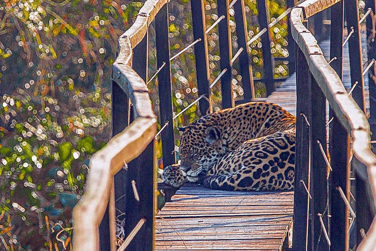 Onças-pintadas se apropriam de passarelas no Pantanal