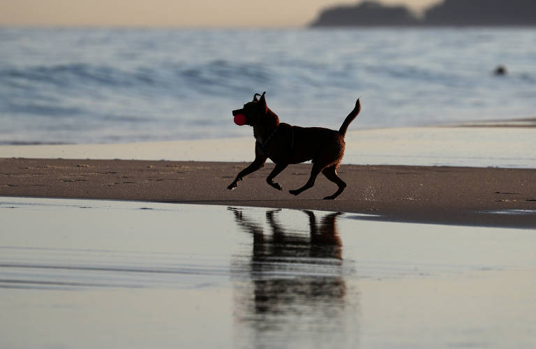 Cachorro pode entrar no mar? O que saber antes de levar pet à praia