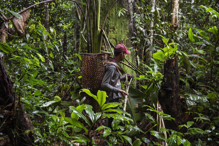 Grilagem ameaça Reserva Extrativista Arapixi, no Amazonas