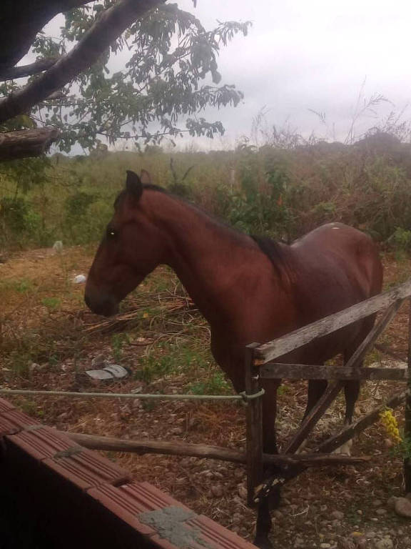 Um cavalo está parado no pasto perto de um muro