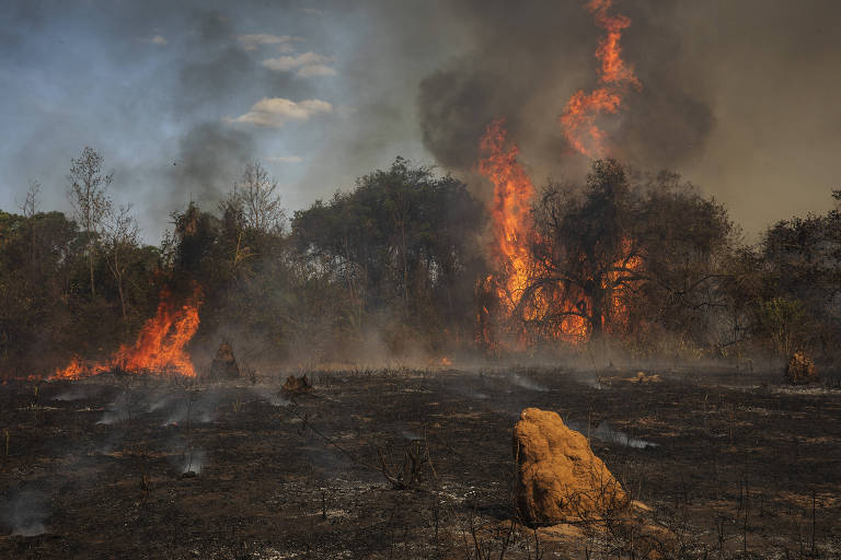 Fogo no Pantanal destrói maior refúgio mundial de araras-azuis