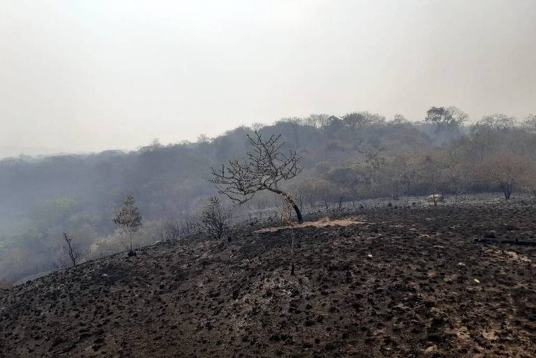 Árvore e área de mata queimada. Brigadistas voluntários registram focos de incêndio em Chapada dos Guimarães (MT). Incêndio na região começou no dia 19 de agosto.