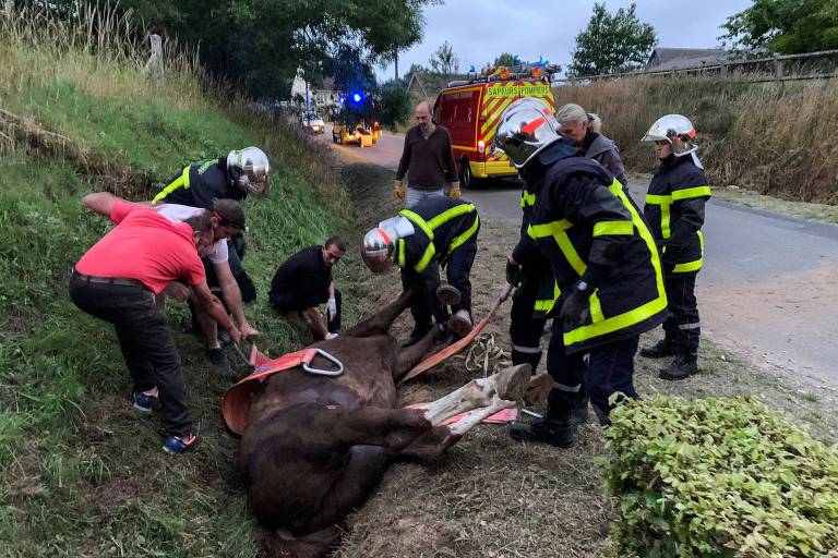 Bombeiros prestam socorro a cavalo caído em uma vala após ataque na Normandia, no noroeste da França