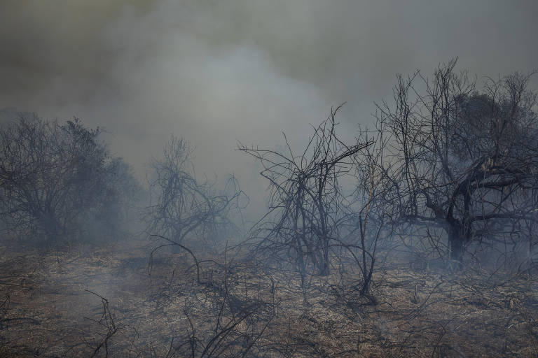 Pantanal foi o bioma mais atingido proporcionalmente pelas queimadas em 2020 