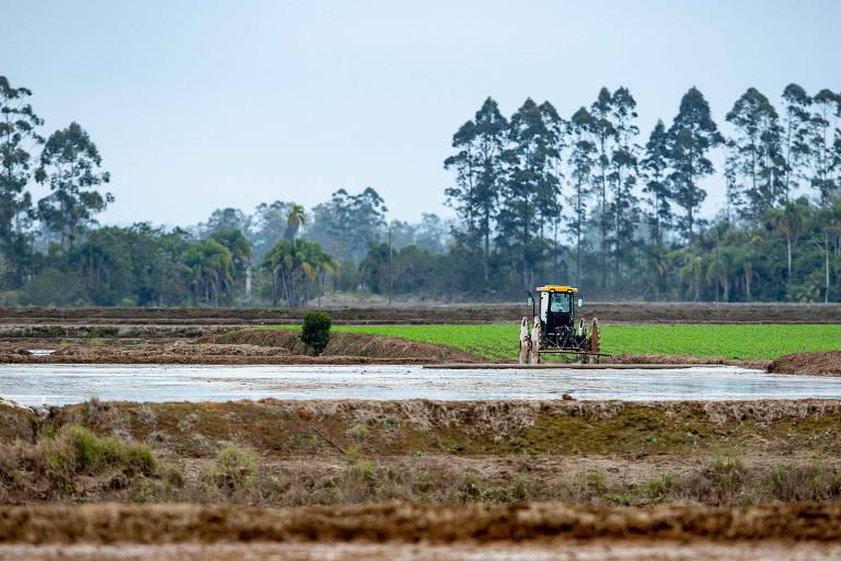 Safra de produção de arroz em Araranguá (SC)