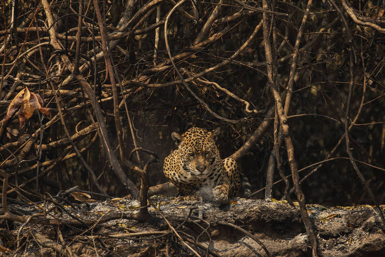 Incêndio no Pantanal ameaça experiência bem-sucedida de conservação de onças via turismo