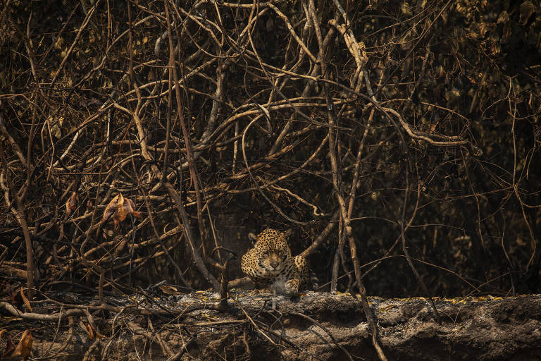 Com medo do fogo, turistas cancelam reserva em hotel no Pantanal