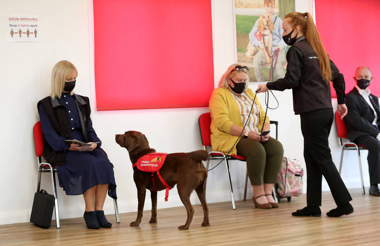 Cães, ratos e abelhas podem detectar doenças como câncer e Covid em humanos