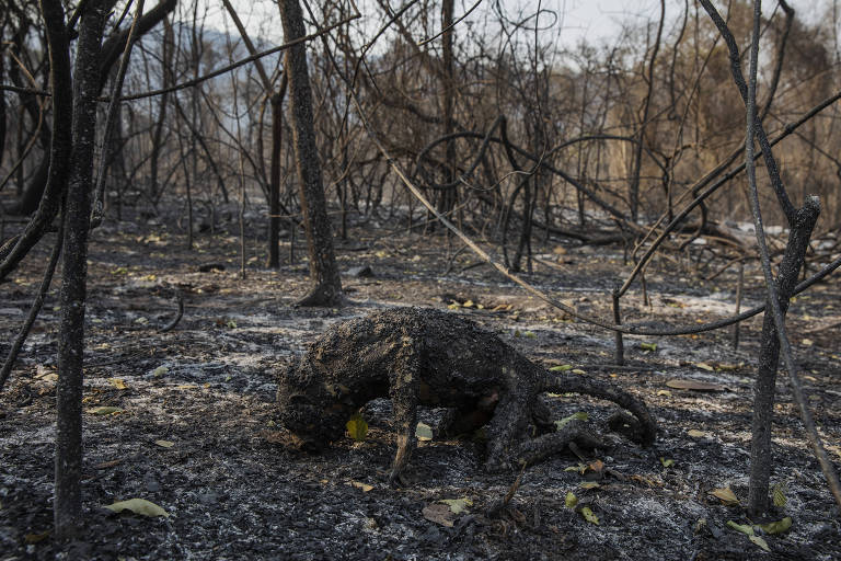 Pantanal de Mato Grosso do Sul em chamas em 2020