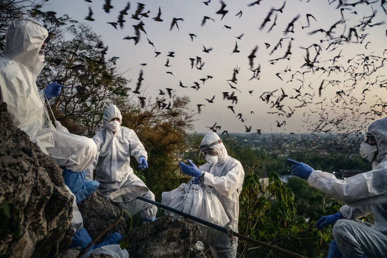 **EMBARGO: No electronic distribution, Web posting or street sales before Sunday at 3:01 a.m. ET Jan. 17, 2021. No exceptions for any reasons. EMBARGO set by source.** A team of researchers catch bats as they fly out of the Khao Chong Phran cave at dusk near Photharam District in Ratchaburi Province, Thailand, Dec. 11, 2020. The cave complex at a temple in Thailand has long drawn tourists, pilgrims and guano collectors. Now, scientists have arrived, looking for any potential links to the coronavirus. (Adam Dean/The New York Times)