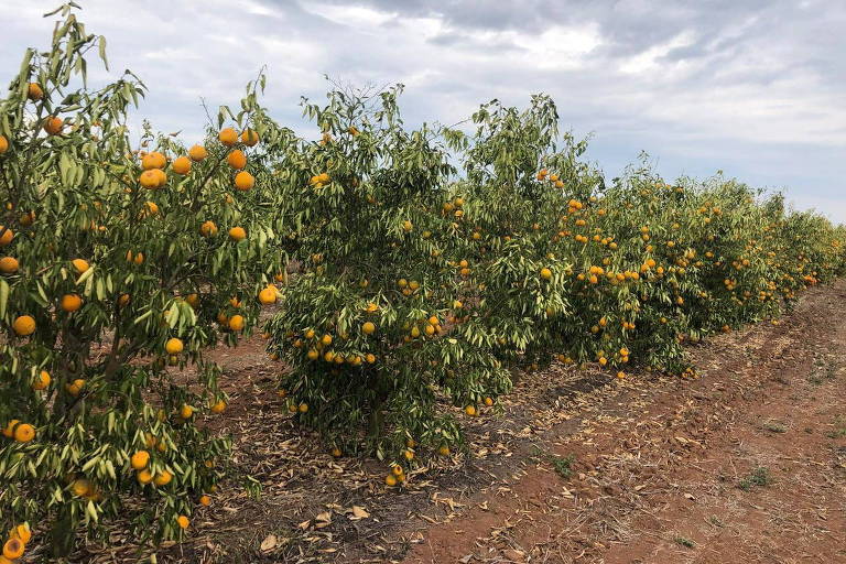 Imagem mostra pés de laranja pequenos, com frutas murchas, ao lado de uma estrada de terra