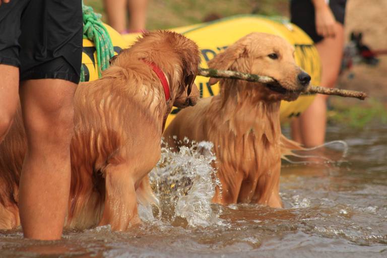 SP lista municípios preparados para receber turistas com pets