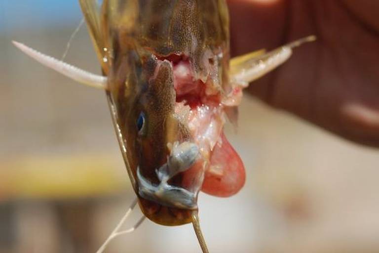 Hidrelétricas matam toneladas de peixes e ameaçam espécies nos rios brasileiros, aponta estudo