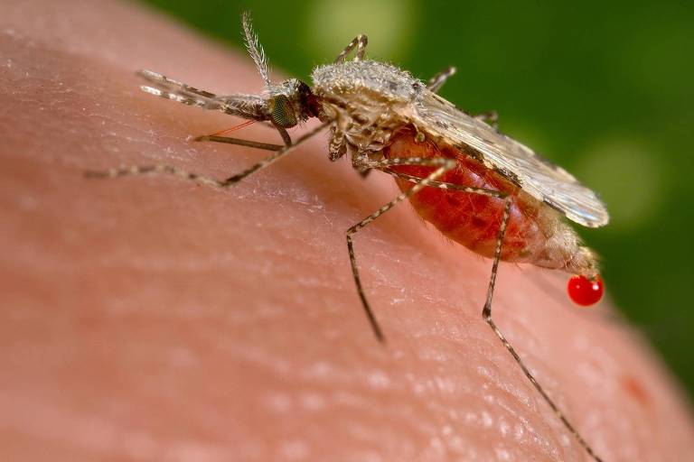 Mosquito em pele branca, com sangue escorrendo de sua cauda