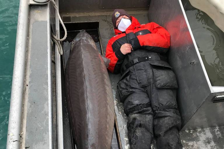 Peixe de 2 metros e com mais de 100 anos é capturado nos EUA