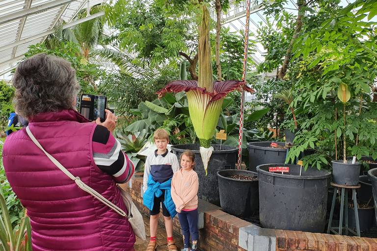 Flor mais fedida do mundo se abre na Bélgica