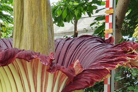 Régua acompanha crescimento de Inflorescência de planta-cadáver (Amorphophallus titanum), com 2,19 metros de altura e 26,6 kg de peso, no Jardim Botânico de Meise, nos arredores de Bruxelas; espécie rara natural da ilha de Sumatra (Indonésia), a planta floresce mais ou menos a cada três anos, por apenas 48 horas, e é conhecida como a 