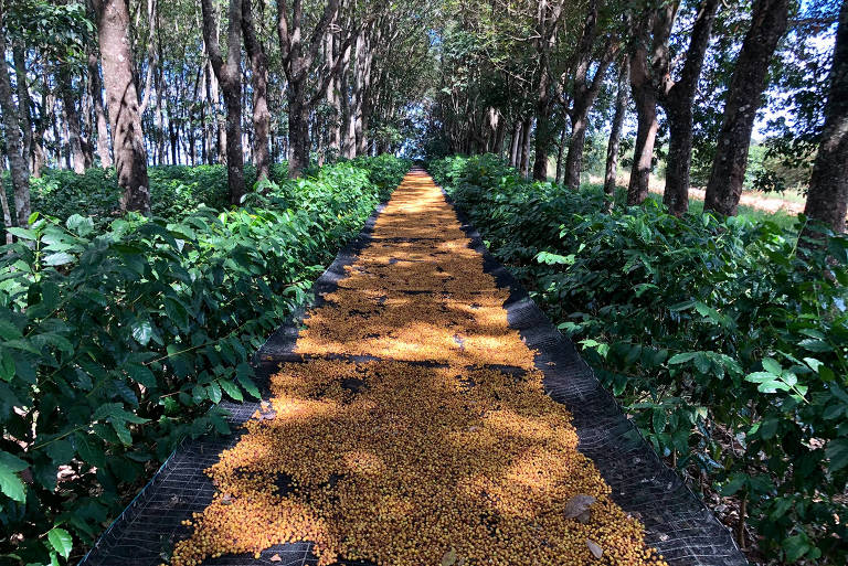 Fazenda Guima Café, em Varjão de Minas (MG), que pratica agricultura regenerativa e fornece para a Nestlé