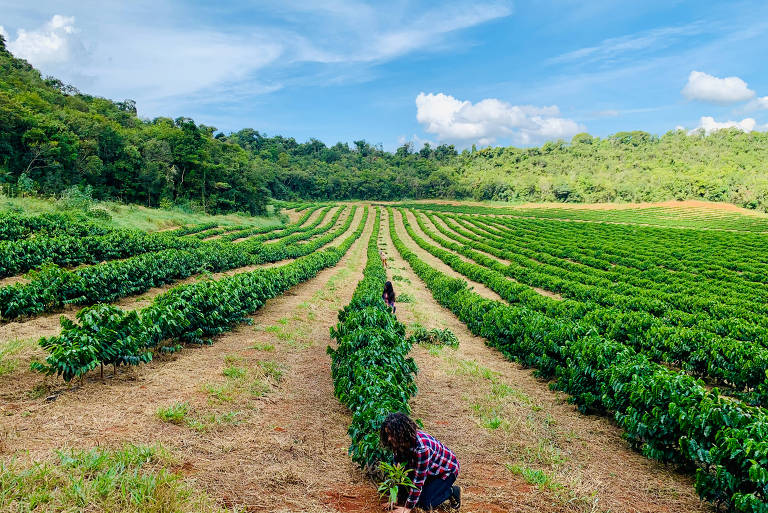 Fazenda Guima Café, em Varjão de Minas (MG), que pratica agricultura regenerativa e fornece para a Nestlé