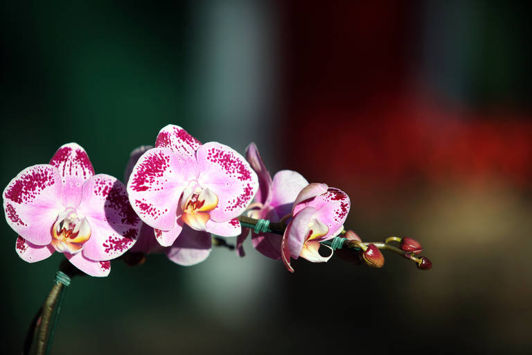 Orquídea Phalaenopsis 