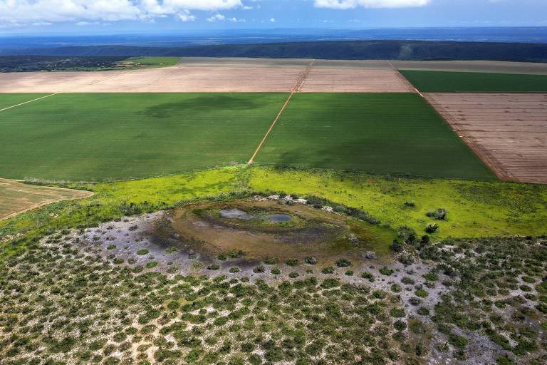 Governo do MT sanciona lei que libera pecuária em áreas de preservação do pantanal