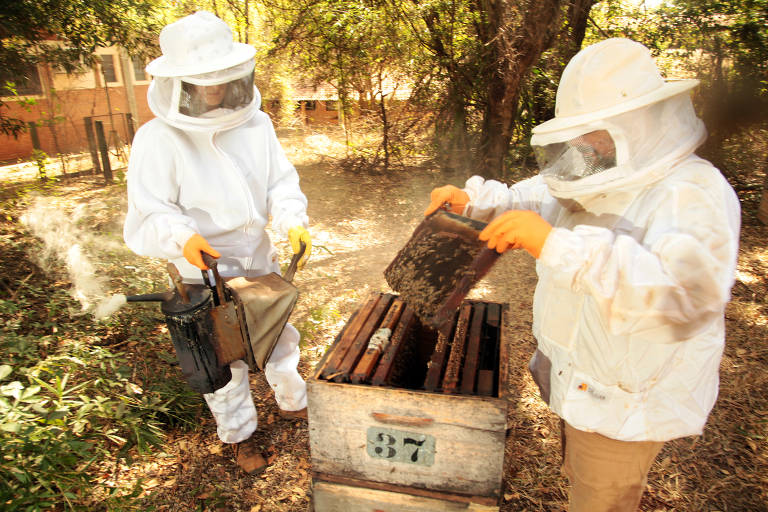 Apicultores preparam abelhas para polinização de plantações