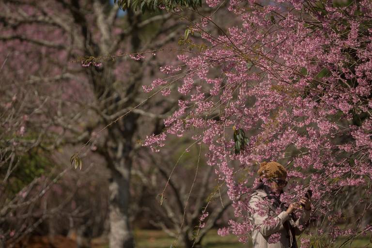 Floração das cerejeiras começou no parque do Carmo, em Itaquera