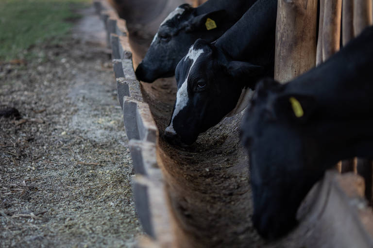 Seca e geada aumentam custos de alimentação de vacas na propriedade do produtor Cláudio Denti Masson, em Pardinho (SP)