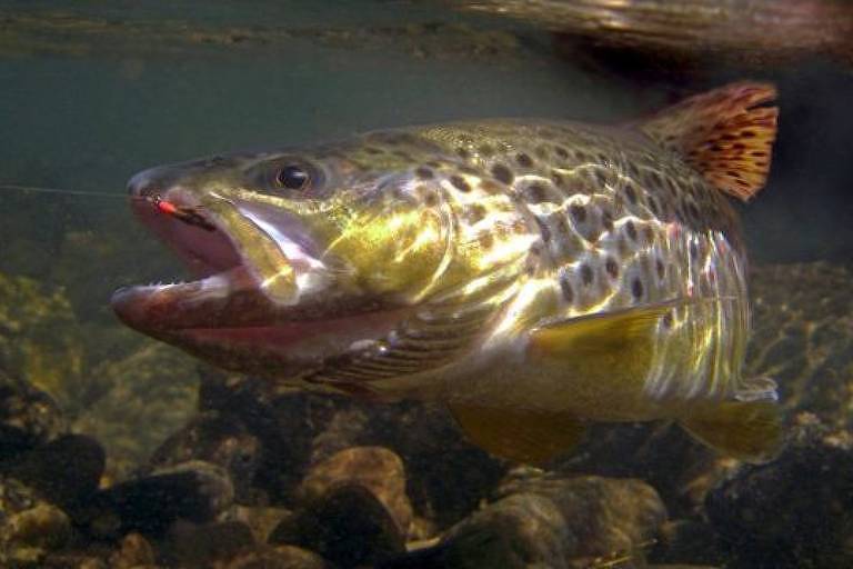 Drogas transportadas pelos sistemas urbanos de esgoto estariam contaminando peixes como a truta-marrom