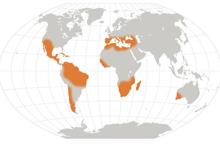 Mapa-múndi em cinza com regiões destacadas em laranja