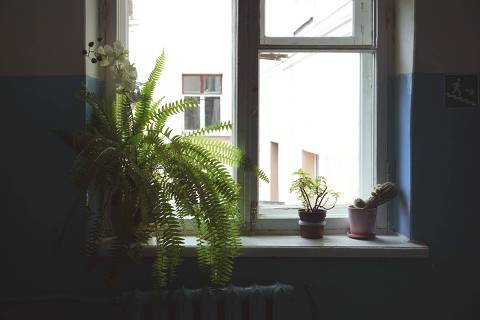 Plantas na janela no inverno - cacto, samambaia, suculenta - Web Stories