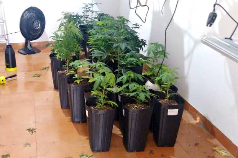 Um homem foi preso suspeito de cultivar 105 pés de maconha, em sua casa,  quinta-feira (26), em Jaguariúna (123 km de SP). Ao todo, as plantas totalizam sete quilos da droga