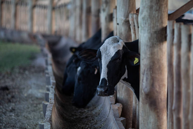 Os dois casos, um em cada frigorífico, foram detectados em vacas de idade já avançada, segundo o Ministério da Agricultura