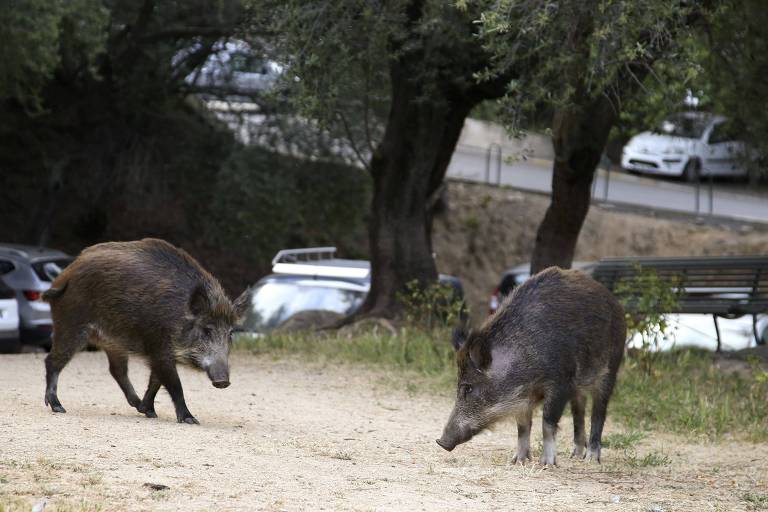 dois javalis em jardim com chão de terra