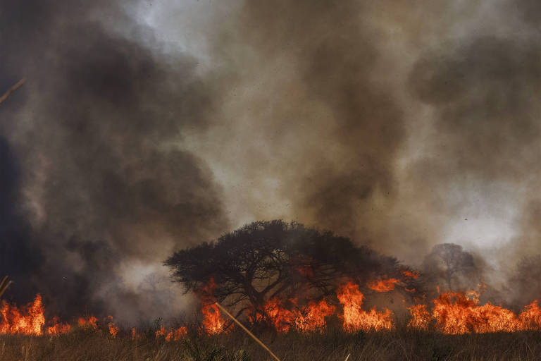 No Pantanal, fogo reaparece com força em rodovia turística de Mato Grosso