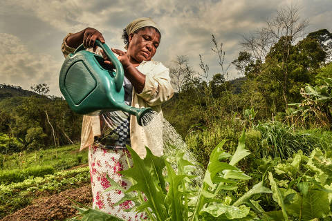 ELDORADO / SÃO PAULO / BRASIL -14 /09/21 - :00h -  Comunidades quilombolas no Vale do Ribeira / Produção sustentável e rede de doação de alimentos das comunidades quilombolas no Vale do Ribeira/ Laudelina de Oliveira, 58, moradora do quilombo São Pedro. ( Foto: Karime Xavier / Folhapress) . ***EXCLUSIVO***Sup. Especiais