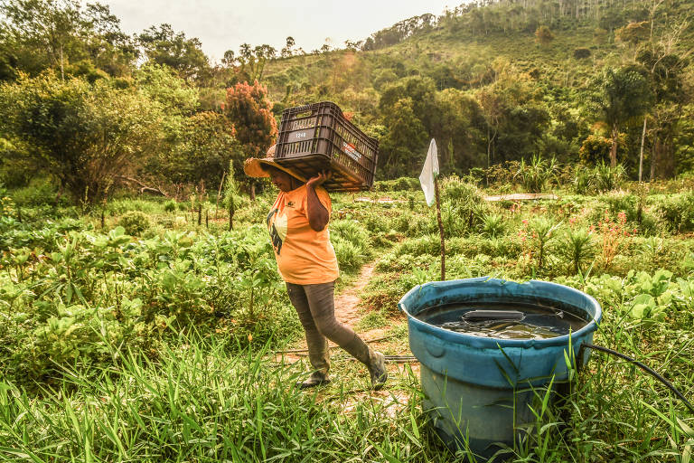 Produção sustentável de quilombos no Vale do Ribeira