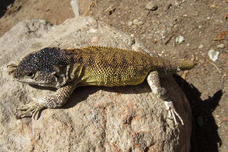 Cientistas descobrem nova espécie de lagarto em área protegida do Peru