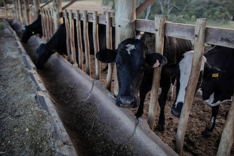 Rebanho bovino bate novo recorde e é 12,7% maior do que a população no Brasil