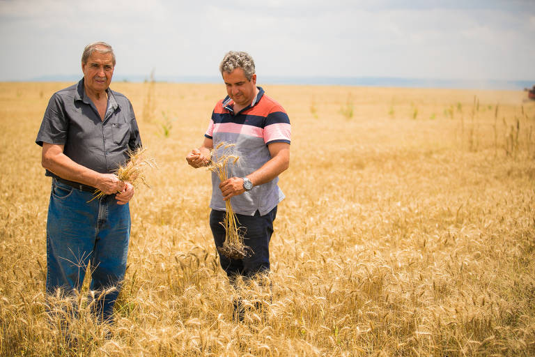 Ceará, Maranhão, Bahia, Piauí e Rio Grande do Norte surgem como produtores de trigo