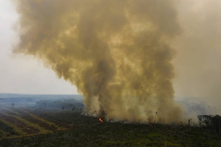 queimada em área de floresta