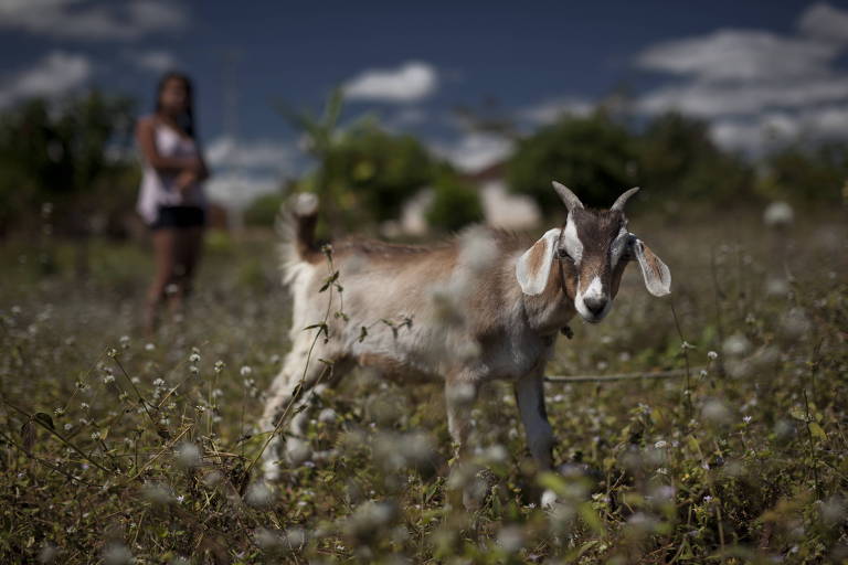 bezerro está pastando em gramado, com criança observando atrás