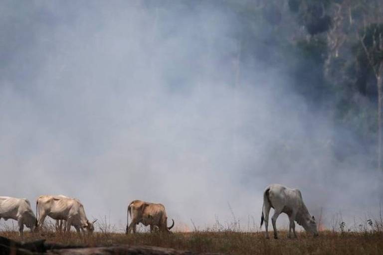 Imagemmostra quatro gados em um pasto e ao fundo uma fumaça branca