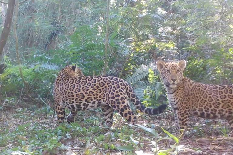 Cresce número de onças na região do Parque Nacional do Iguaçu