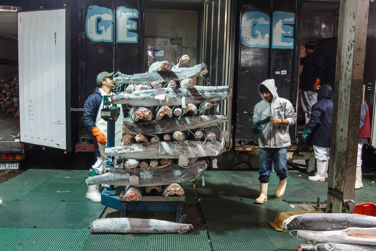 SP cancela compra de cação após ONG dizer que merenda poderia ter carne de tubarão