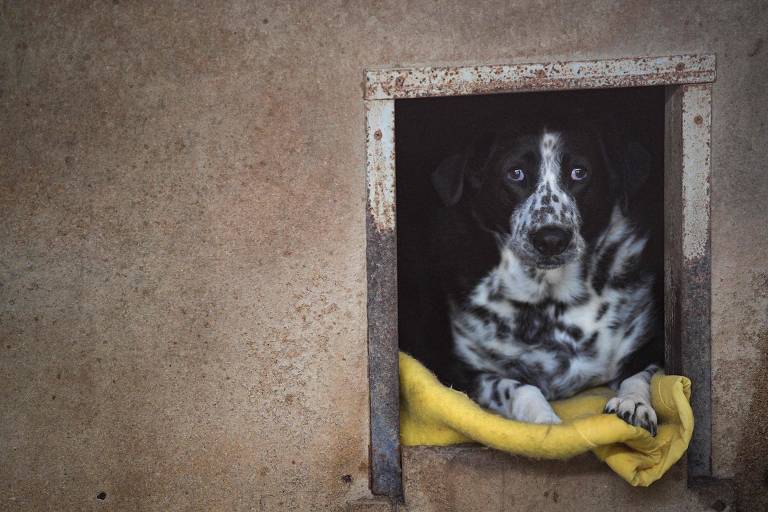 França proíbe venda de cães e gatos em lojas a partir de 2024