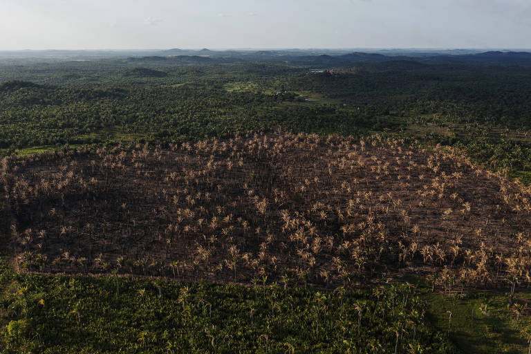 Vista aérea de babaçual, na zona rural de Lago do Junco, no Maranhão