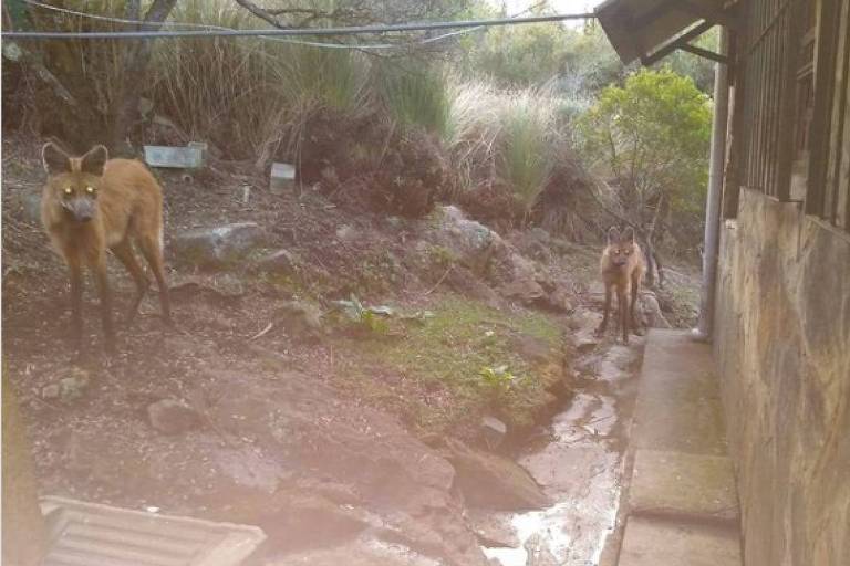 Lobo-guará 'rouba' comida, mochila e até drone no parque do Itatiaia