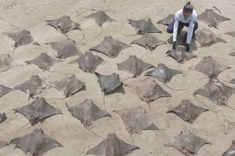 Dezenas de raias e tubarões são encontradas mortas no litoral sul de SP