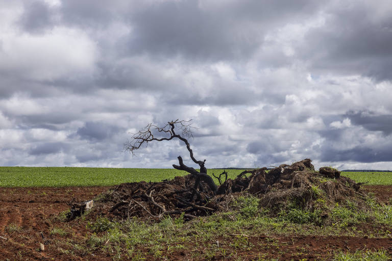 Desmate no cerrado cresce 25% e ultrapassa 10 mil km2